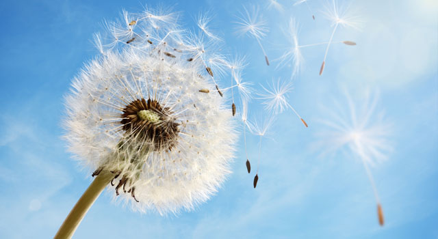 Pusteblume
